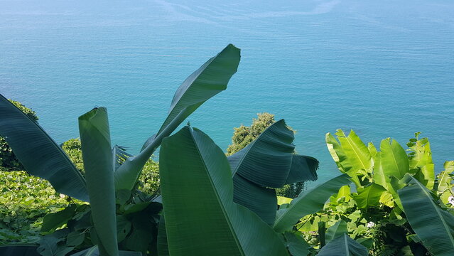 Banana leaves over the sea coast