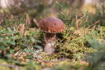 Single penny bun also cep, porcino or porcini (lat. Boletus edulis) mushroom in the mossy forest at sunny autumn day