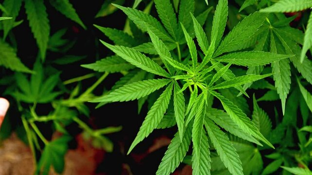 Healthy cannabis plant in early vegetative stage