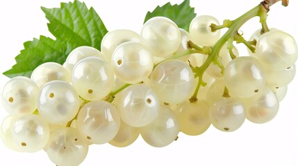 Close-up of Fresh White Currants on a Branch