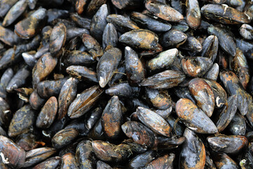 Close-Up of Fresh Black Mussels from Taranto, Italy – Premium Mediterranean Seafood
