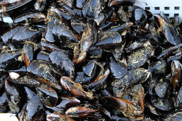 Close-Up of Fresh Black Mussels from Taranto, Italy – Premium Mediterranean Seafood