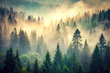 Tableau sur plexiglas Forêt brumeuse misty landscape of fir forest  © box