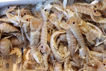 Squilla mantis is a species of mantis shrimp that lives in the shallow coastal areas of the Mediterranean Sea and the eastern Atlantic Ocean: it is also known as 