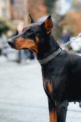 Black dog. European Doberman with cropped ears in the city. Close-up portrait.