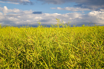 Pola rzepakowe na tle nieba.