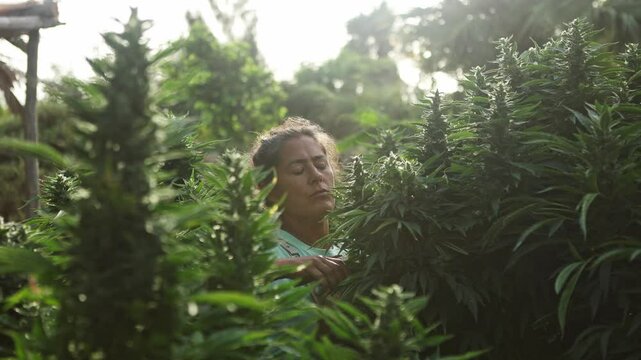 Woman tending to flowering cannabis plants in outdoor farm
