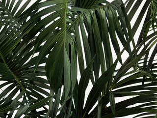 Tropical green palm leaf, cut out 
palm tree branches