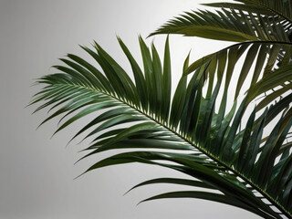 Fototapeta premium Tropical green palm leaf, cut out palm tree branches