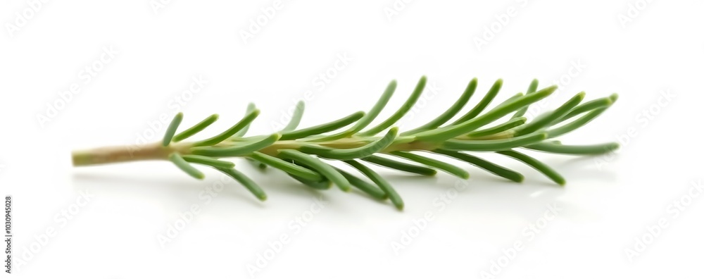 Poster white rosemary branch png image is available for use with isolated on a white or transparent backgro