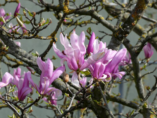 Purple magnolia in Riesa-Groeba (Saxony, Germany)
