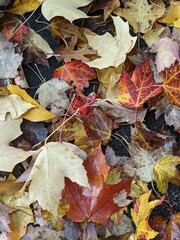 Colorful Fall Leaves, Wisconsin, October 2023