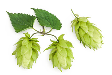 Hop cones isolated on white background. Beer brewing ingredients. Top view. Flat lay