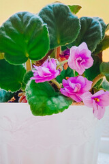 Violet flower grows in a pot on a windowsill. Vertical photo.