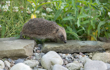 Hedgehog, on a large rock beside a pond