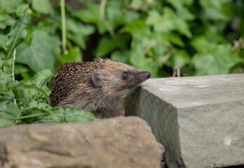 Hedgehog peeping through the grass