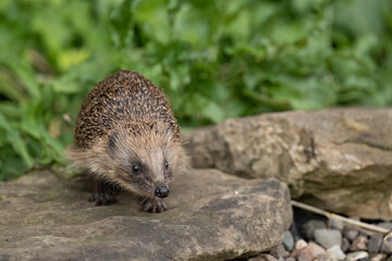 Hedgehog, on a large rock beside a pond
