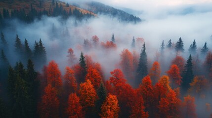 Foggy Forest Landscape
