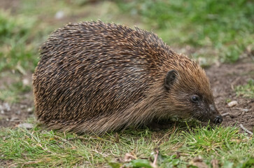 Hedgehog, close up on grass