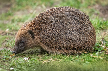 Hedgehog, close up on grass