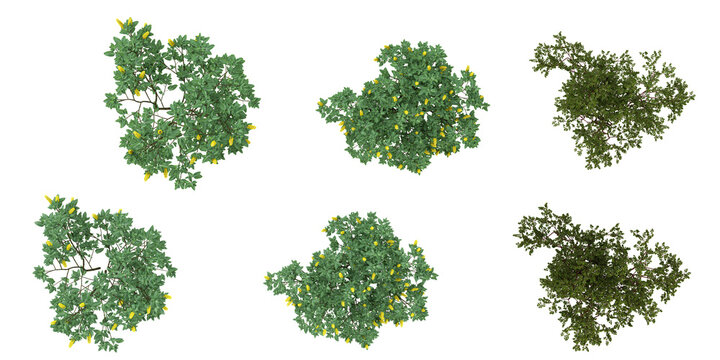 3d rendering of Pointleaf manzanita,Cytisus nigricans  plants on transparent background from top view