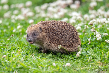 Hedgehog, close up on grass