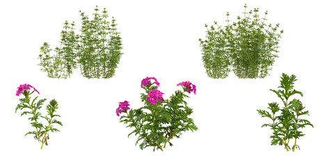 collection of aparine,tenera plants isolated on white background