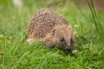 Hedgehog, close up on grass