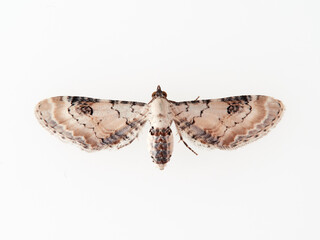 Lime speck Pug. Moth. Eupithecia centaureata
