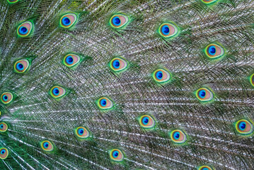 Obraz premium Bright multicolored peacock tail pattern close-up. Colorful peacock feathers. Abstract background of bright exotic feathers