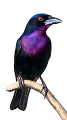 Obraz premium Purple-throated Fruitcrow Bird Perched On A Branch, On Transparent Background PNG, Wallpaper, Cover and Screen for Smartphone, PC, Laptop, Transparent PNG