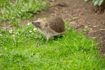 Hedgehog close up on the grass, with its nose up, smelling