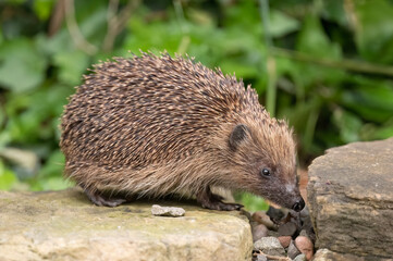 Hedgehog, on a large rock beside a pond