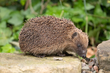 Hedgehog, on a large rock beside a pond