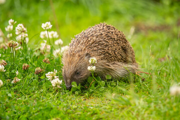 Hedgehog close up on the grass, eating © Digital Nature 