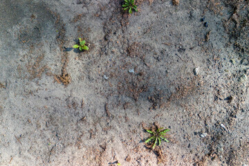 Green sprouts emerging from dry soil, showcasing nature's resilience and growth. Perfect for environmental themes.