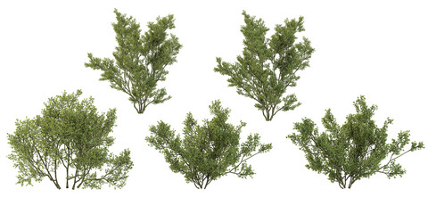 collection of tridentata plant isolated on white background