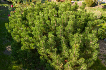 A lush green shrub with dense pine needles, showcasing nature's beauty in a peaceful garden setting.