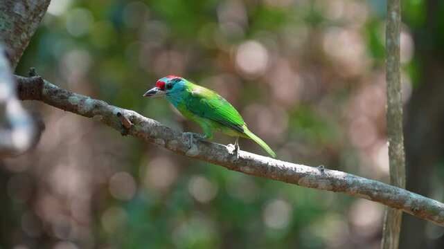 Blue-throated barbet on branch birdwatching in the forest.