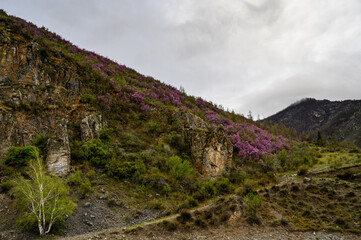 Rhododendron dauricum flowers. popular names bagulnik maralnik in Altai in spring season.