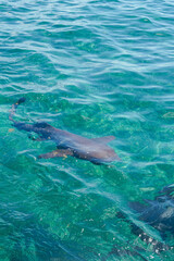 Shark swimming in the sea