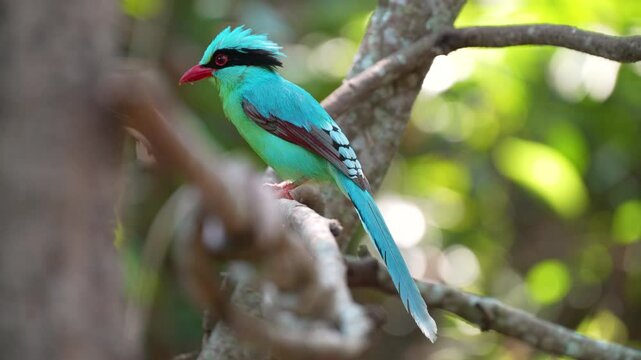 Common green magpie on branch birdwatching in the forest.