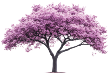 A majestic pink flowering tree with lush blossoms on a white isolated background.