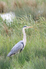 Fototapeta premium Grey Heron (Ardea atthis)in the reeds.