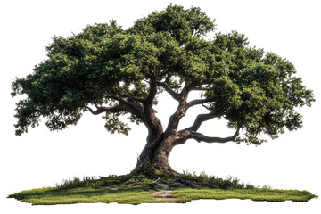 A majestic tree with lush green leaves, showcasing its intricate branches in a serene natural setting.