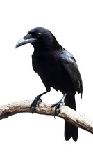 Greater Ani Bird Perched On A Branch On Transparent Background PNG, Wallpaper, Cover And Smartphone Screen, PC, Laptop, Graphic, Transparent PNG