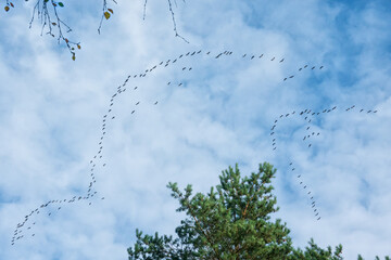 A view from below of a flock of migratory birds in autumn against a blue sky with white clouds. Tree tops are visible.