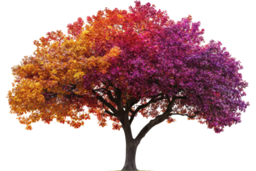 A stunning tree with vibrant red, orange, and purple foliage on a white isolated background.