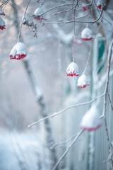 Red rowan in winter under the snow. Winter Concept
