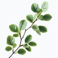 Fototapeta premium Close-Up of Botanical Leaves on a Branch